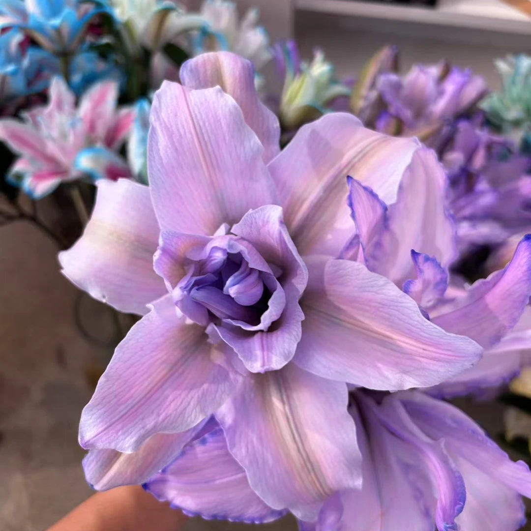 AA【紫霞仙子】 重瓣百合 小清新 栀子柠檬香 紫色  好养好开