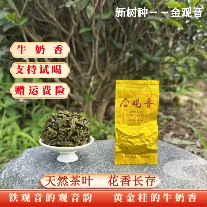 【透天香金观音】2025秋茶新茶采摘好茶清香型清甜水即香牛奶香茶叶