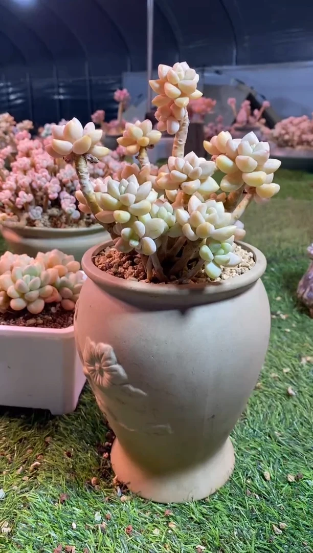 【闪购商品】0566a