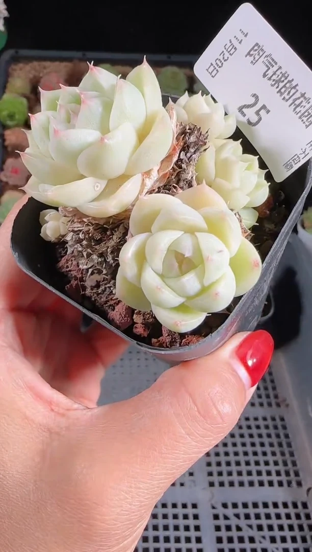 1120-25群生不包整