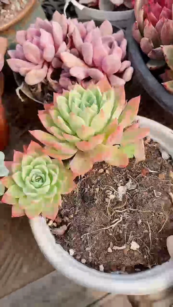 【闪购商品】16315