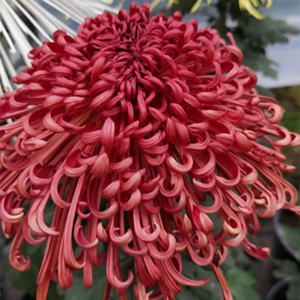 【包对版】九月菊精品大菊易活庭院阳台盆栽菊花苗花卉