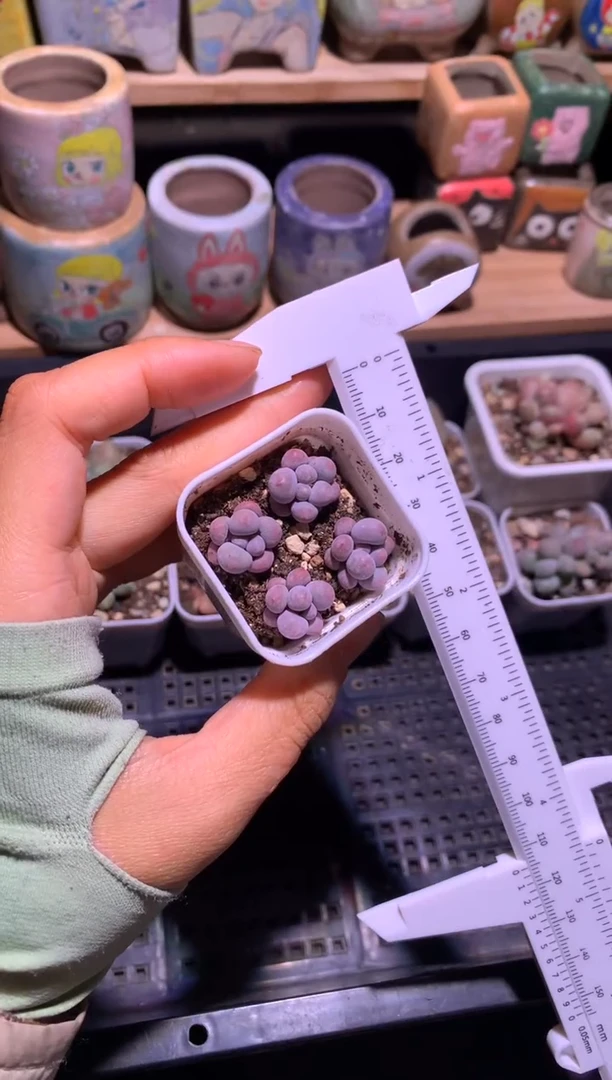 小奶包一盒带盆土发