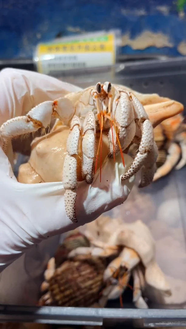 蜗居异宠寄居蟹0125