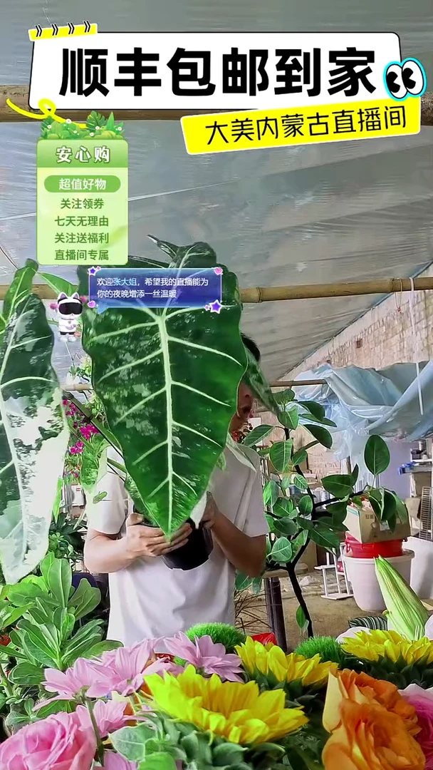 完全开放洒金绿天鹅