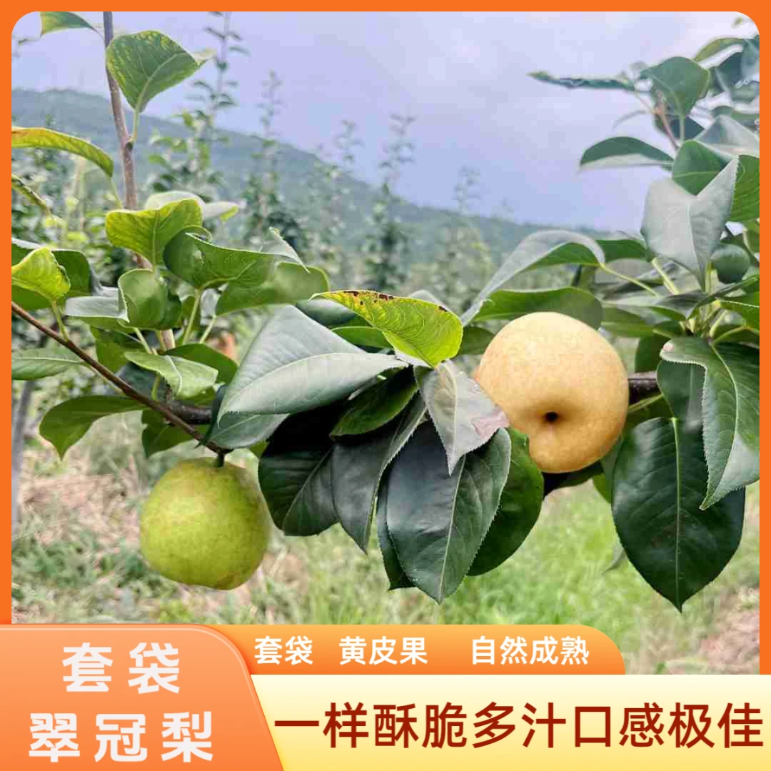四川广元苍溪翠冠梨(套袋黄皮果)5j斤小果脆甜多汁包邮到家
