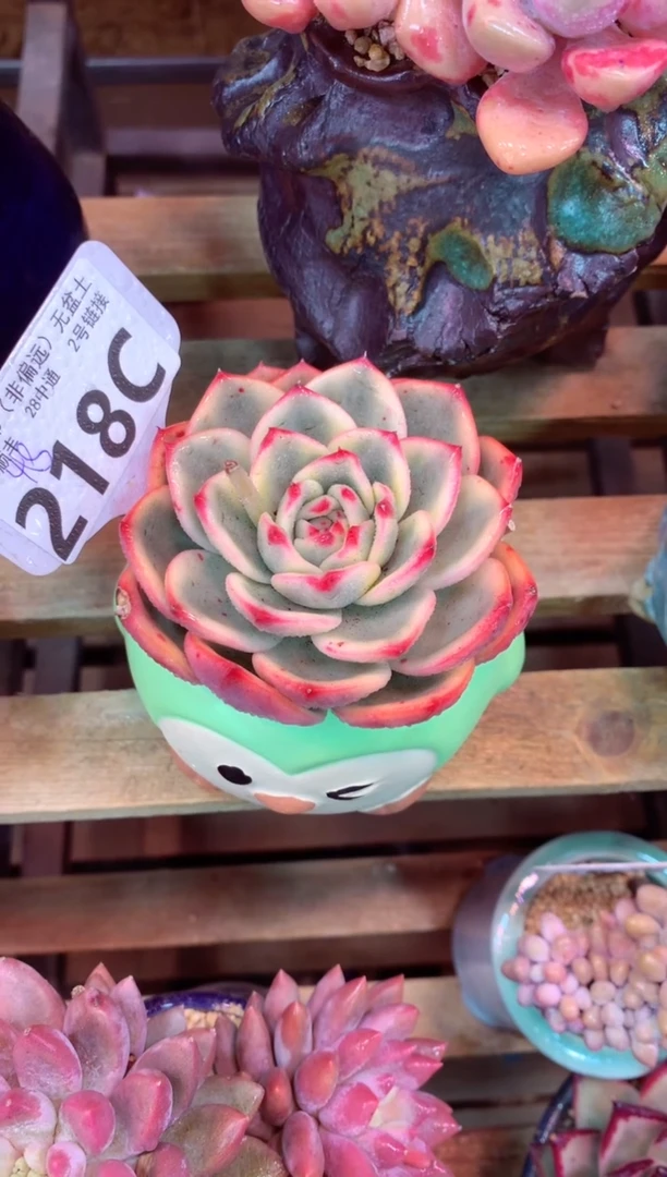218C（一物一拍，精品多肉，w所见即所得 ）