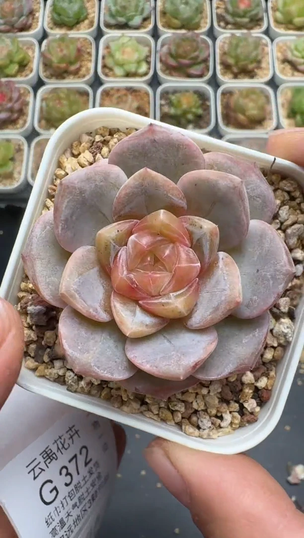 371G云禹多肉植物 脱土纸巾打包 3颗包邮