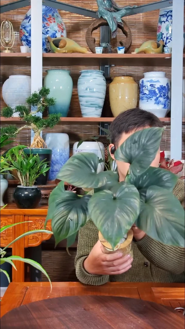 无花朵静***深水之韵水培千年健