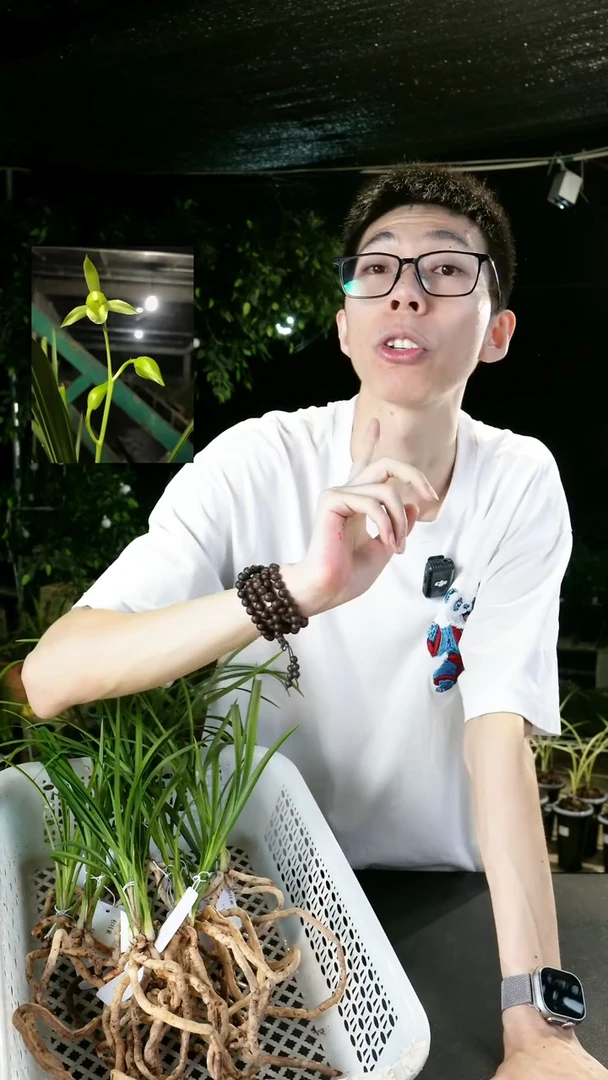 当前无花栽培后可以开花秋芝素