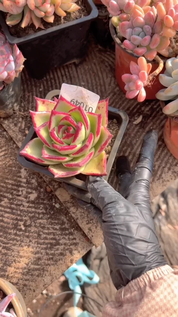 冰*跃跃精品多肉01049