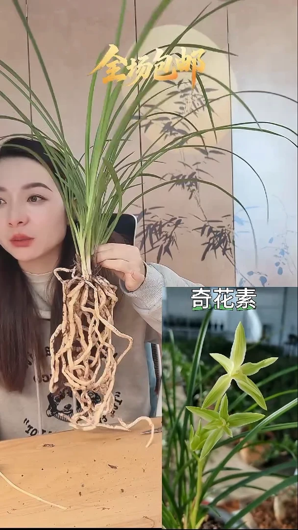 当前无花栽培后可以开花：奇花素