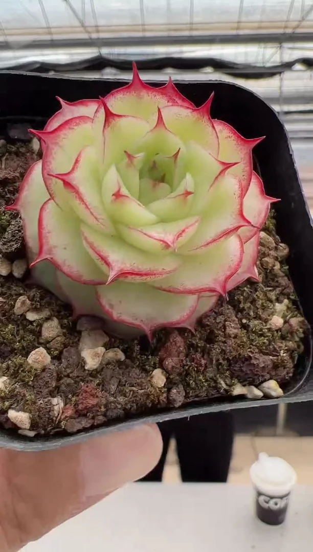 【闪购商品】灵动仙子多肉-6