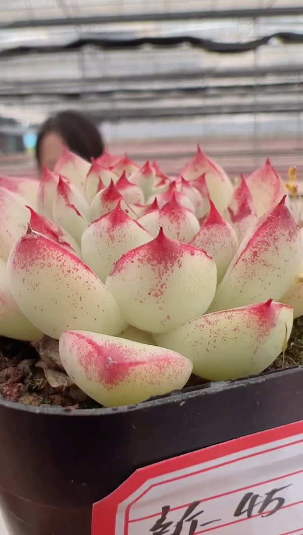 【闪购商品】新款多肉-45