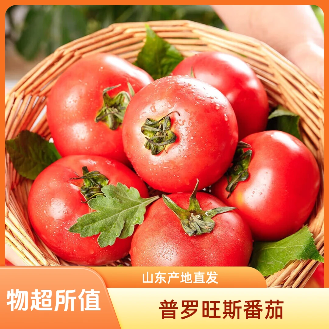 栗贝诺山东普罗旺斯西红柿番茄45斤单果百g蔬菜源头直发新鲜番茄同城配