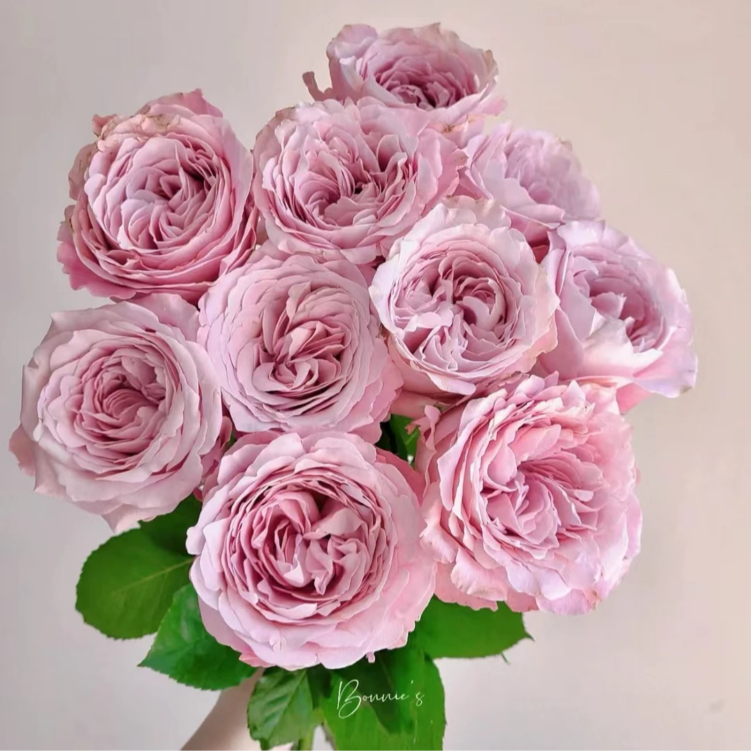 （A级 单头甜蜜长相思）玫瑰云南基地直发生活鲜花