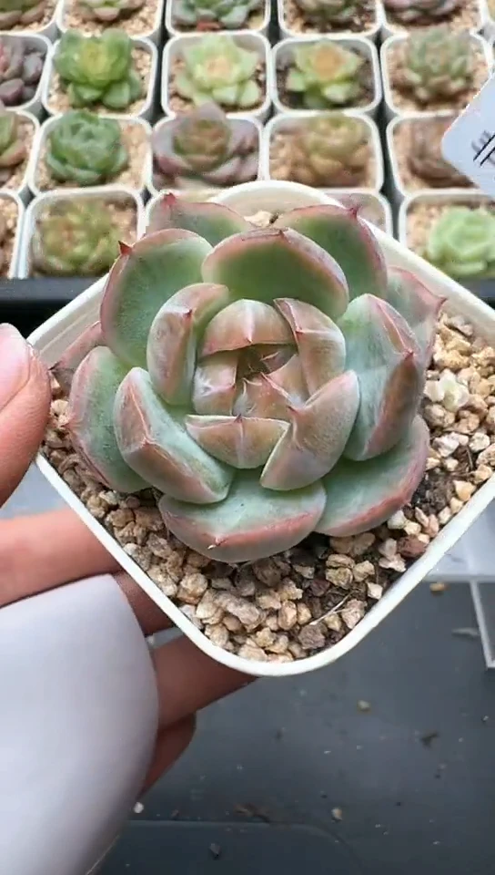 956F云禹多肉植物 默认脱土纸巾打包 3颗包邮