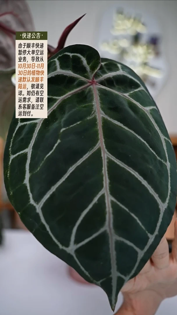 完全开放Y76紫水晶