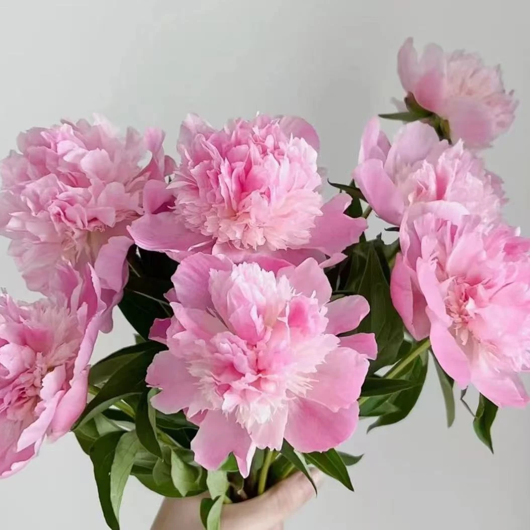 【优选】四川粉色重瓣芍药 店内现货包邮（以收到实物为准）