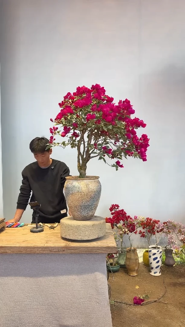 以实际为准三角梅5