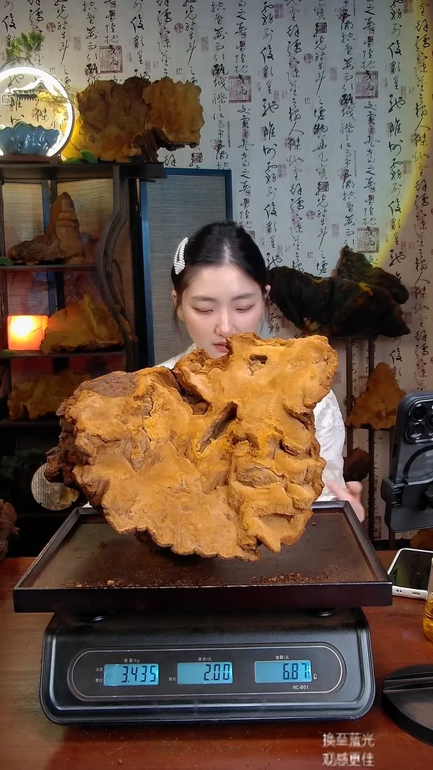 松针层孔菌中国大陆【藏区】松树桑黄（6.87斤）80-90年份