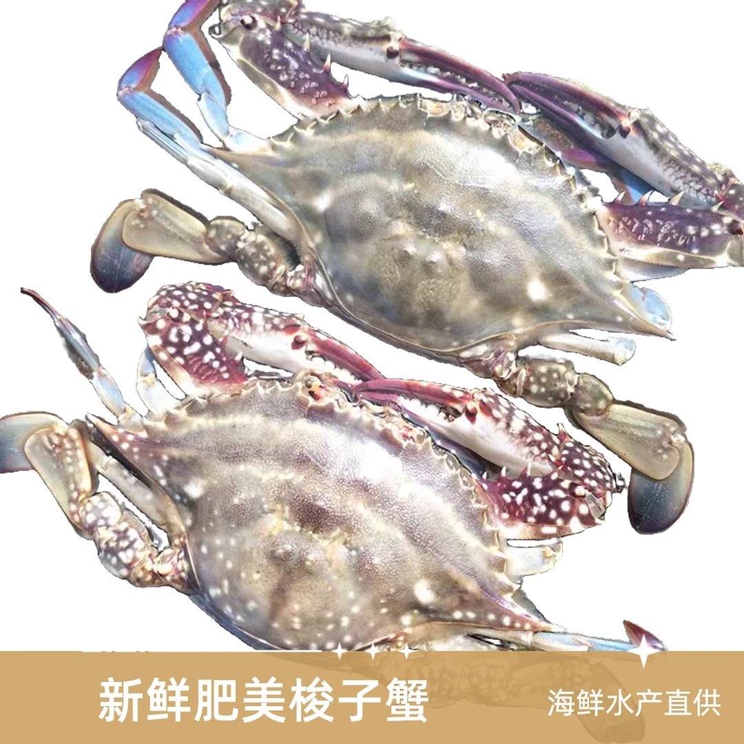保鲜不保活渤海湾公梭子蟹海鲜3-5斤2-3两/只8-20只/份非活蟹介意勿拍梭子蟹同城