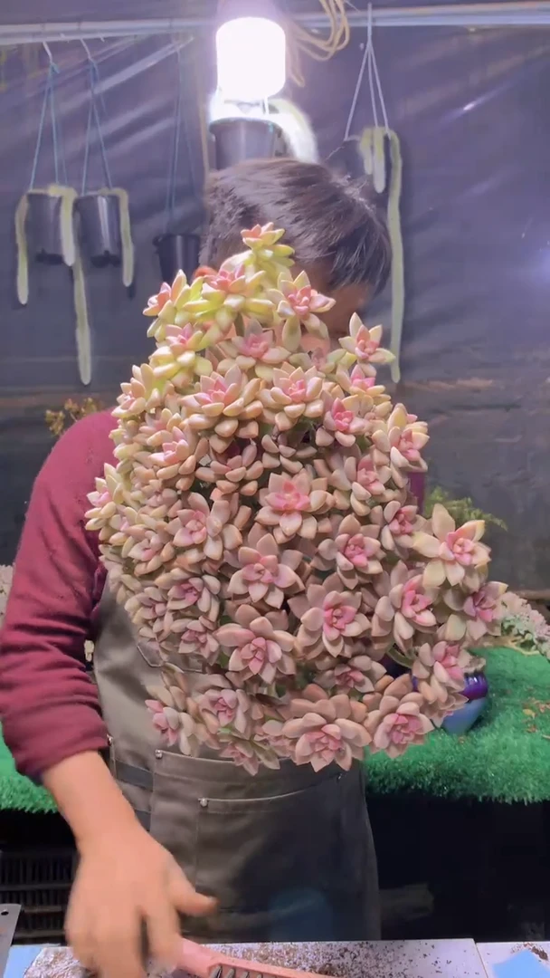 143淡雪缀化一物一拍