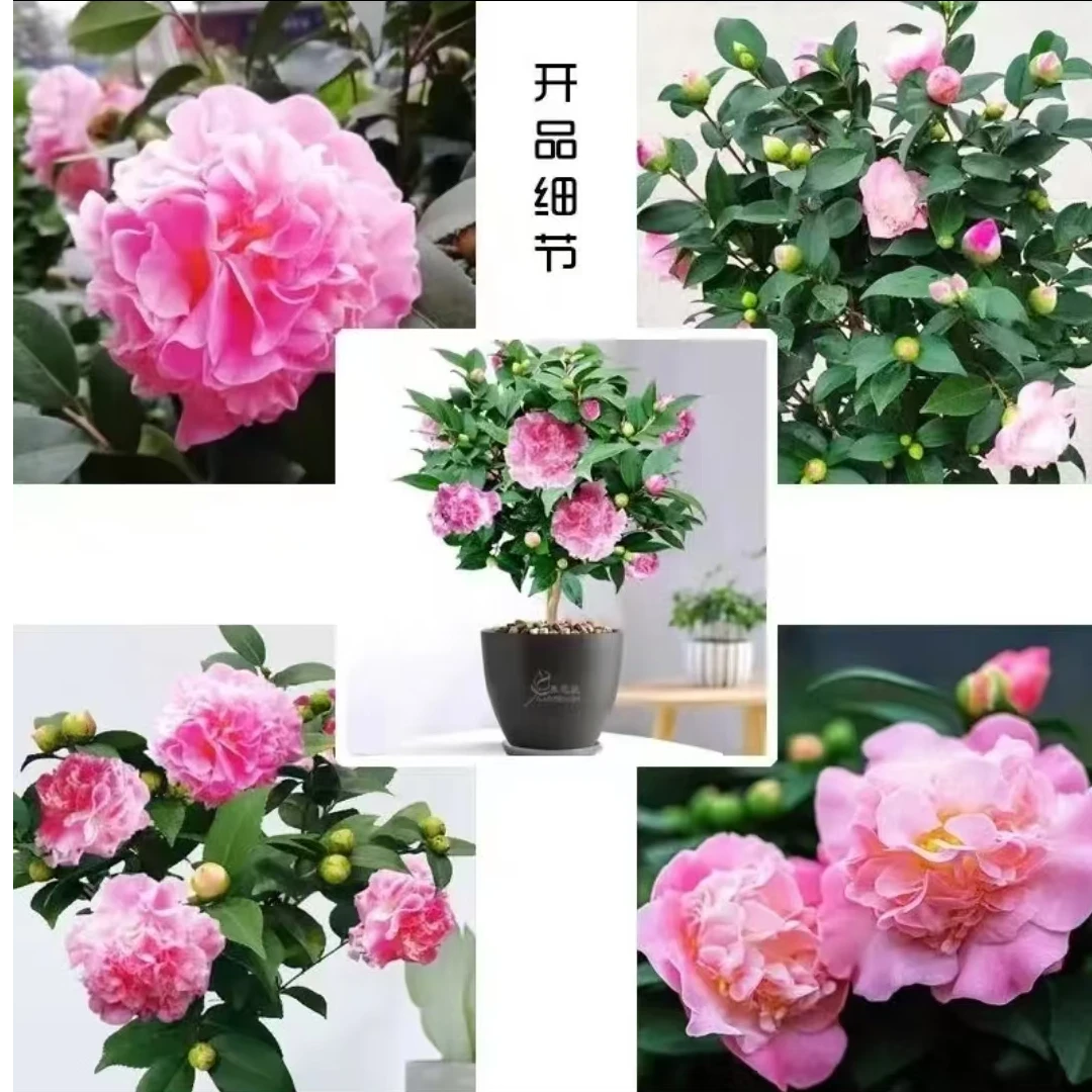 带花苞香妃茶花树苗室内室外种植浓香型好养殖花卉