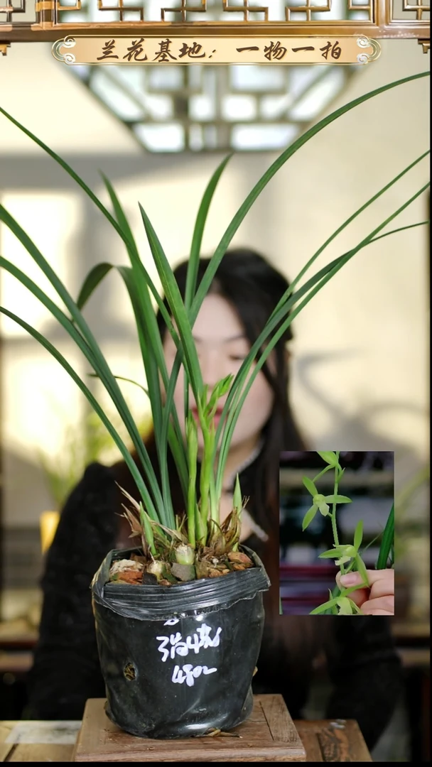 完全开放寒兰素3苗4花苞