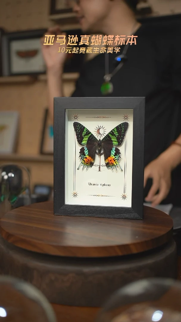 太阳蛾图腾款7寸竖框