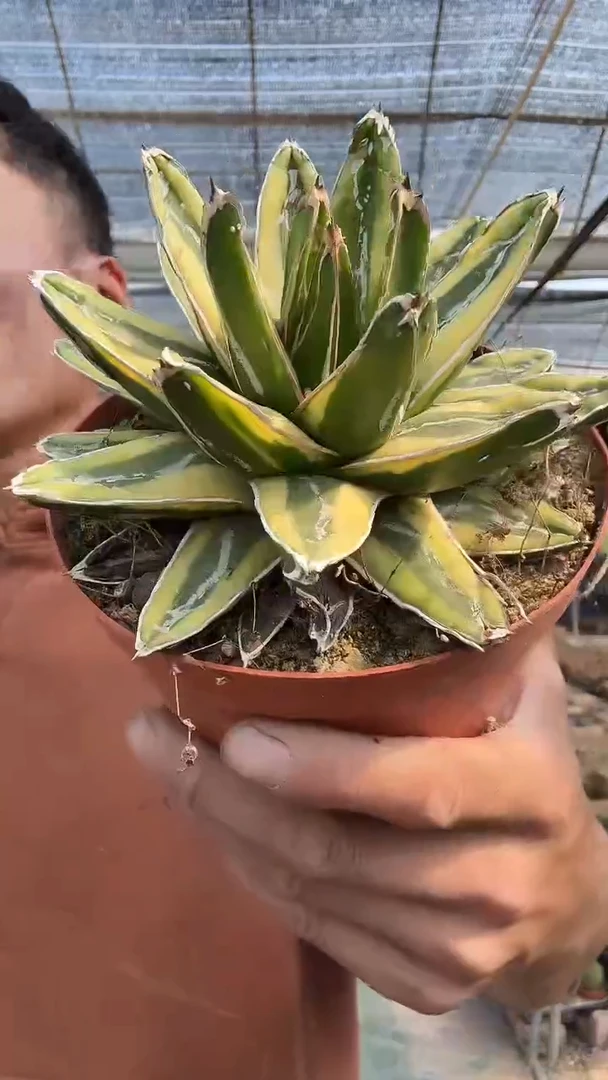 辉山35.99配货看图