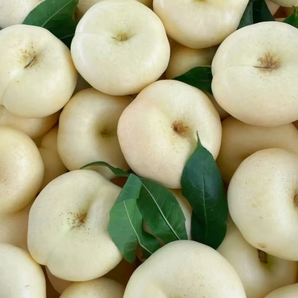 蒙阴奶油白蟠桃新鲜应季水果香甜爆汁果园直发