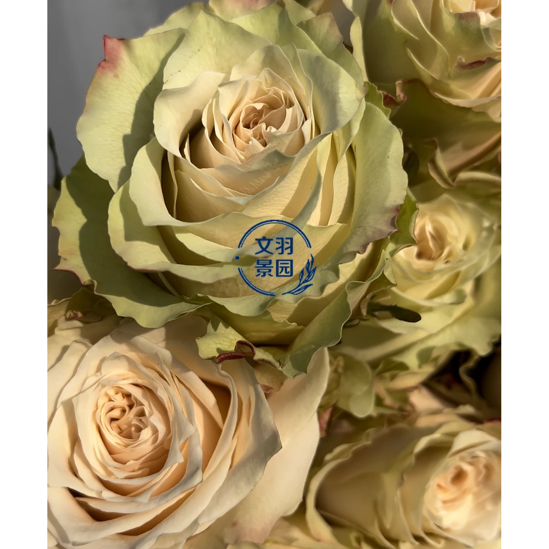 文羽景园【香槟酒】切花月季多季节重复开花