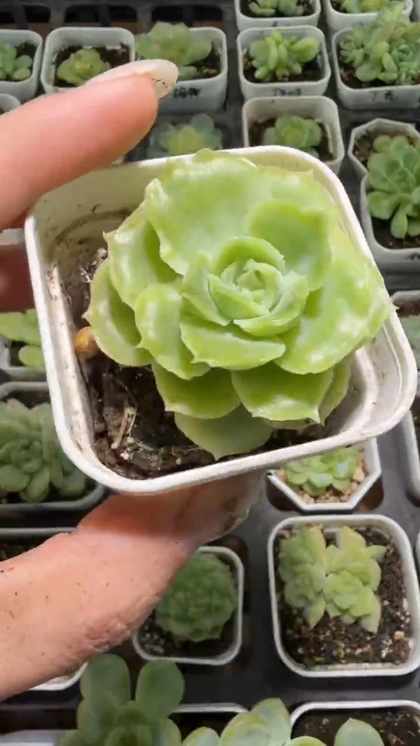 592  虾饺多肉植物