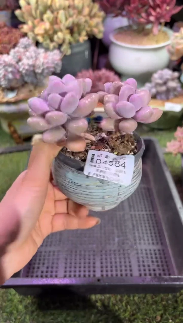 【闪购商品】04584脱土带盆