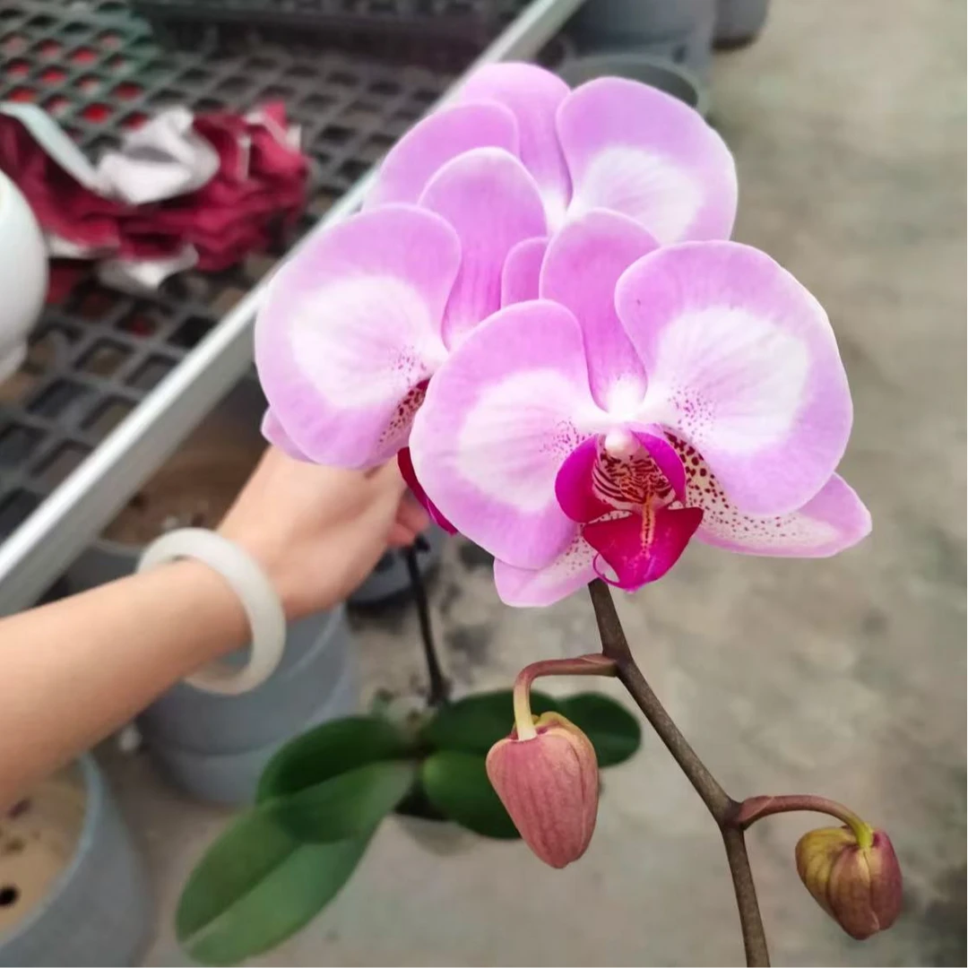 蝴蝶兰【淑女】大花带花发货 室内花花 广州直发