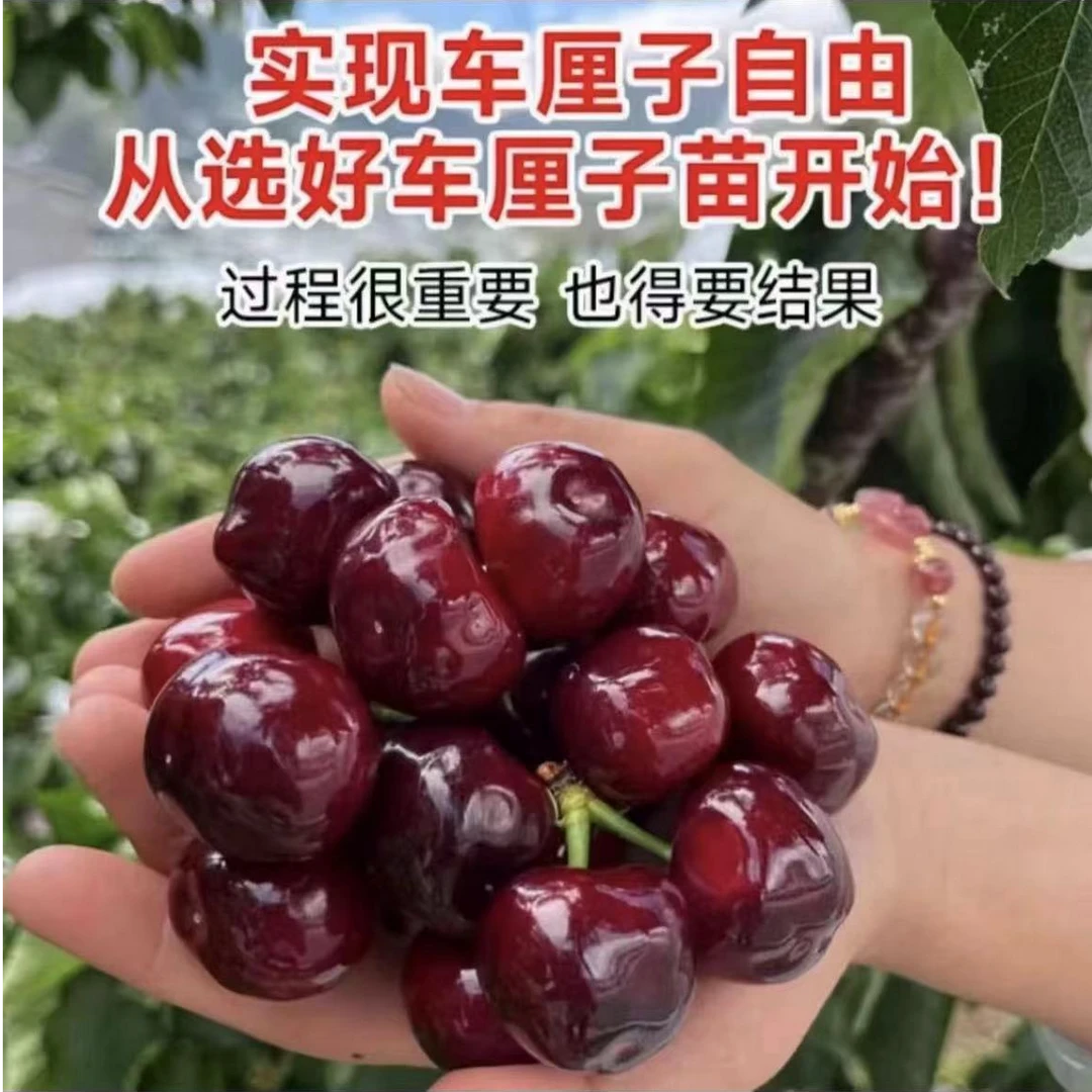 【三颗装】车厘子树苗樱桃正宗嫁接苗盆栽苗地载南北方均可种植结果