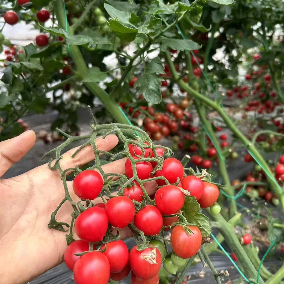 热情似火红色水果番茄