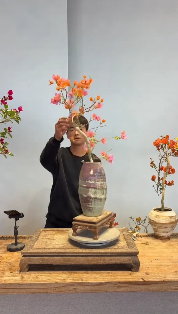 以实际为准三角梅34