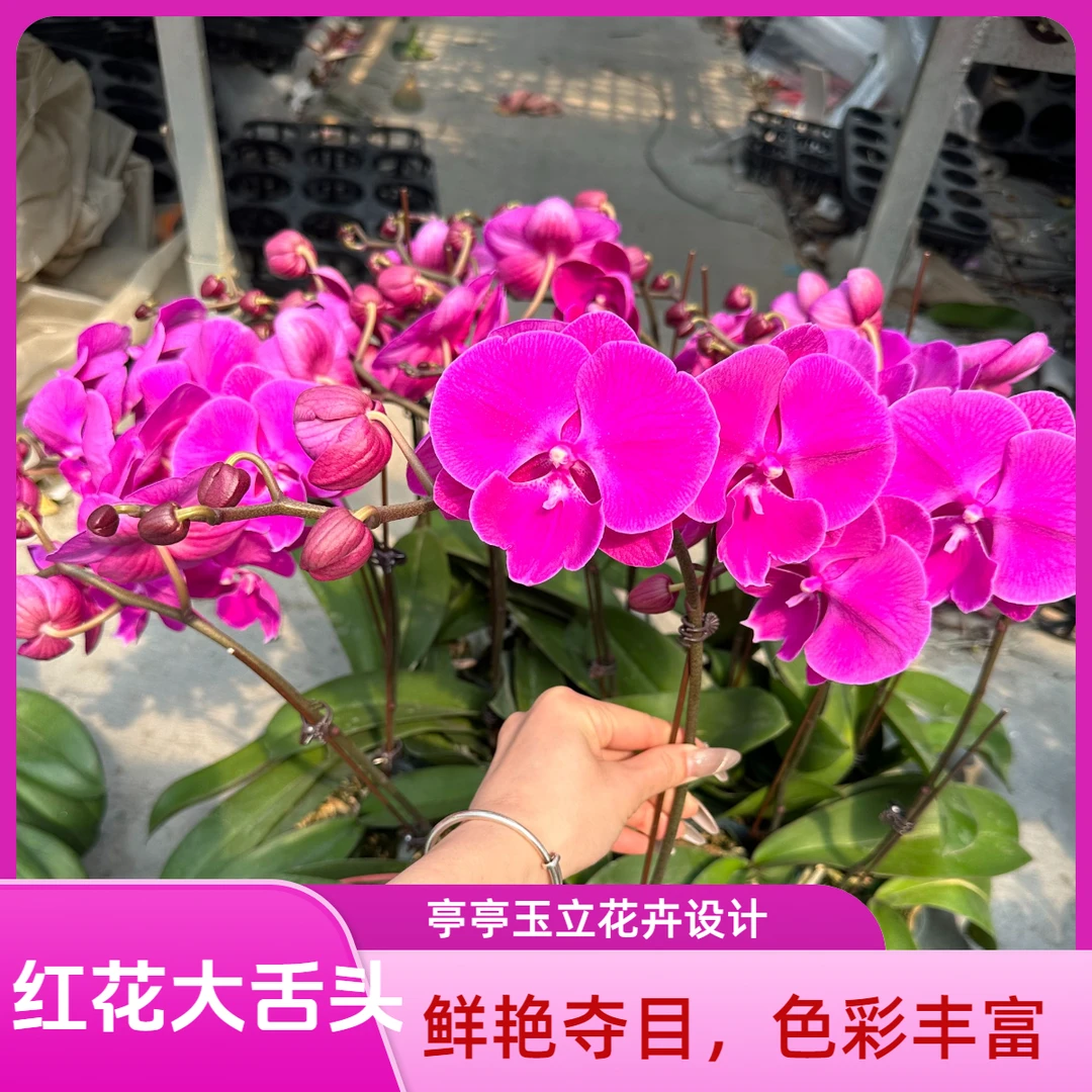 【红花大舌头】3.0杯 红色系蝴蝶兰