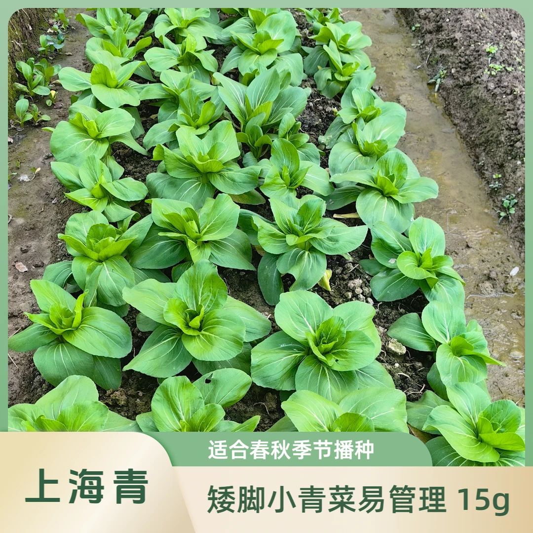 上海青种子青菜种子矮脚小青菜蔬菜种子油菜春秋露天阳台种植懒人
