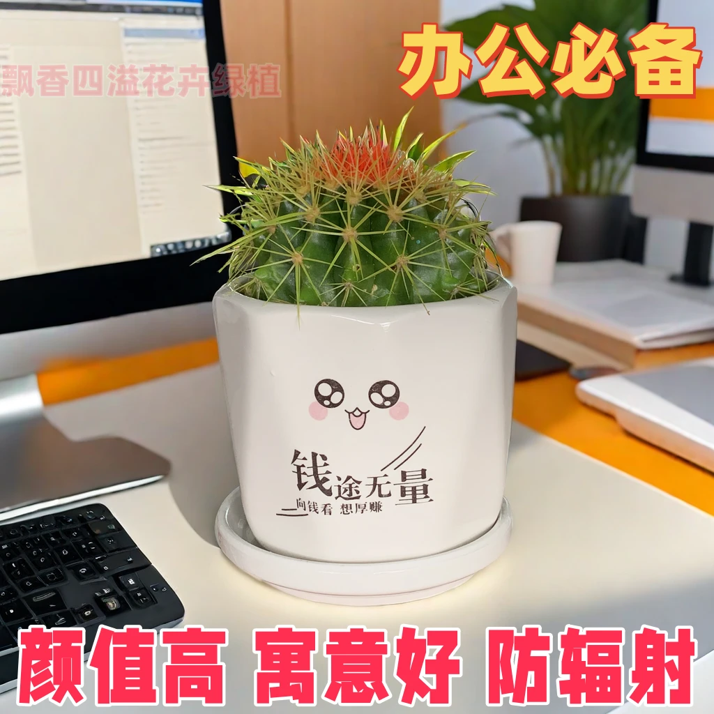 彩色金虎仙人球高颜值办公桌电脑防辐射多肉盆栽绿植带刺仙人球