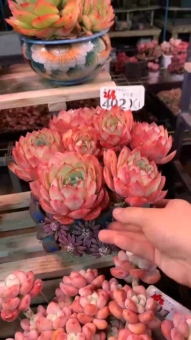 【闪购商品】402XXX