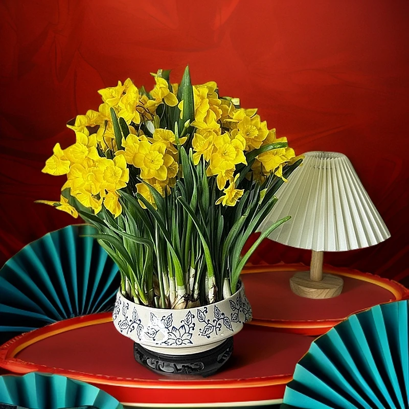 漳州正宗水仙花龙袍水仙黄水仙新中式盆带底座阳台室内盆景