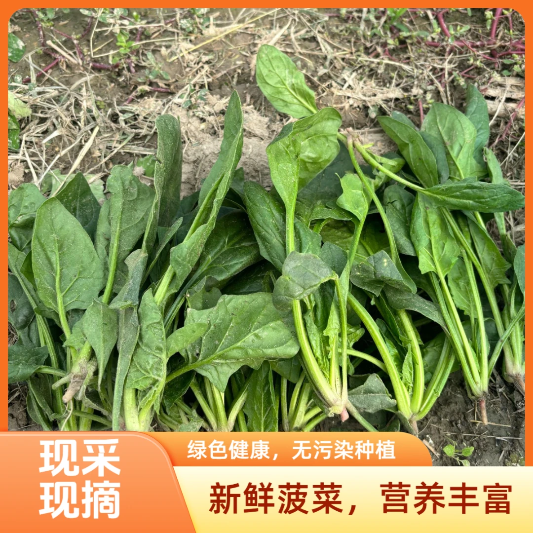【红嘴菠菜】红嘴绿荫鸽顺丰包邮农家自种红嘴绿叶菠菜