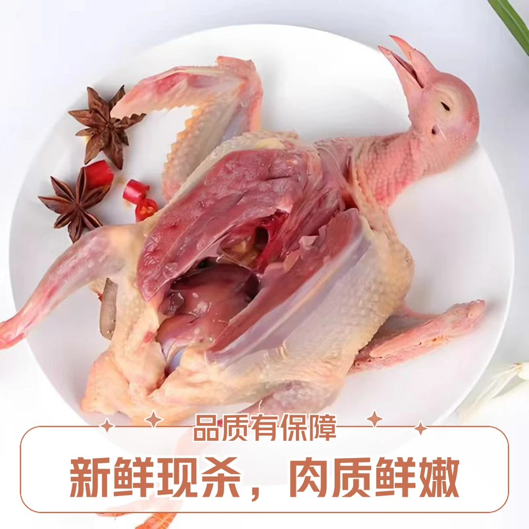 农家放养土鸽宰杀整只新鲜鸽子肉鸽肉