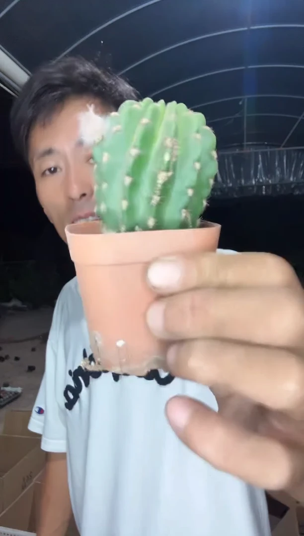自根阿尔特纳8.99