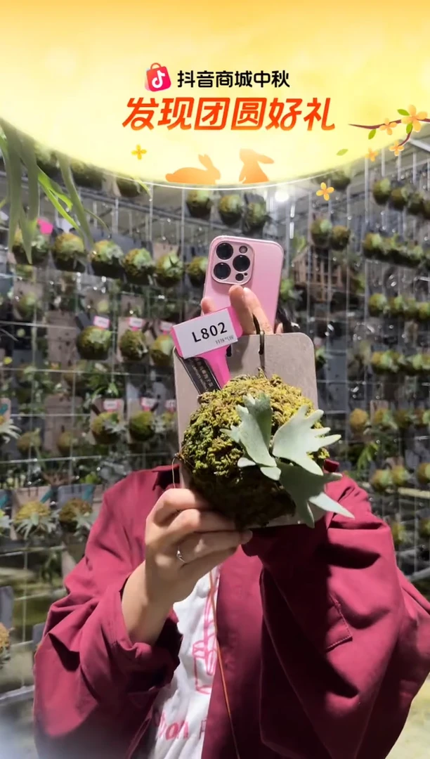 不开花植物L802-细菌孢子苗