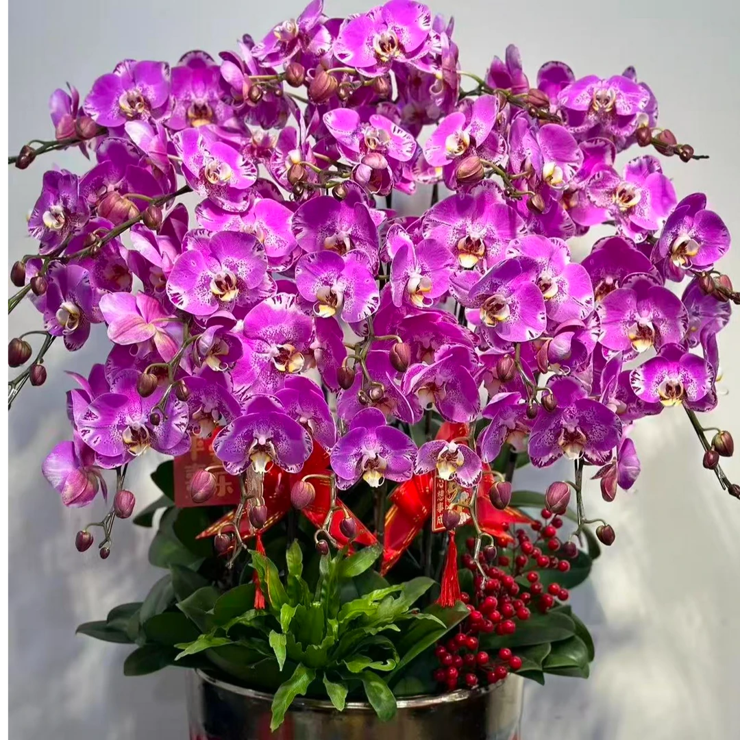 《藏宝图带花组盆》3.5寸杯盆栽室内植物花卉四季易养高端花卉