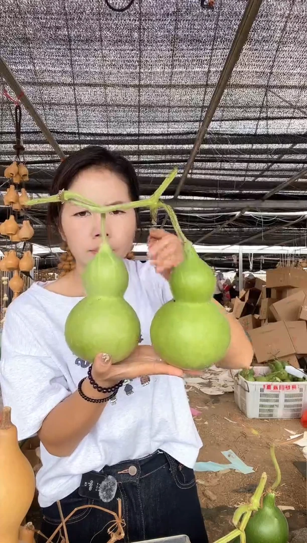 748天然葫芦摆件 一物一拍龙头不保售后连藤